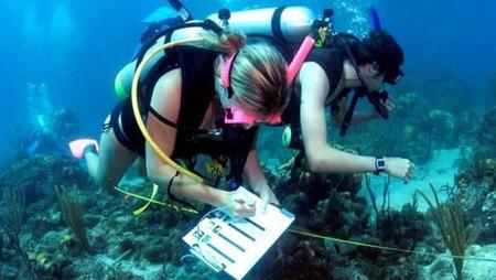 Marine Biologists deep sea snorkeling conducting research