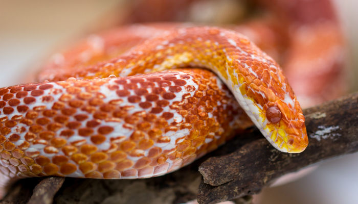 corn snake