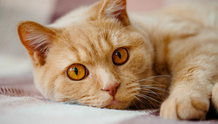 Ginger cat