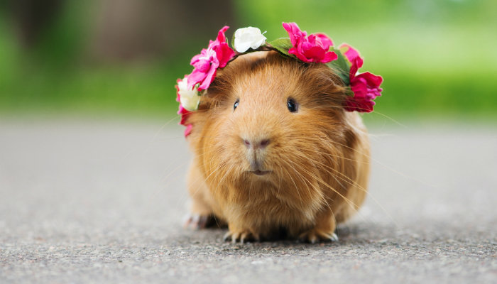 Guinea pig with a flower crown
