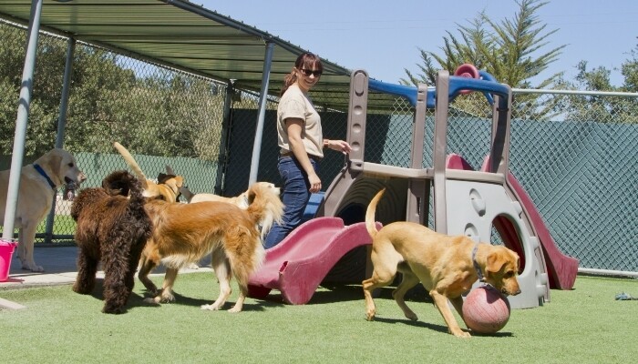 A woman in a dog shelter