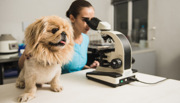 A woman using a microscope, and a dog