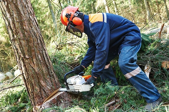 Logger cutting down a tree in PPE.