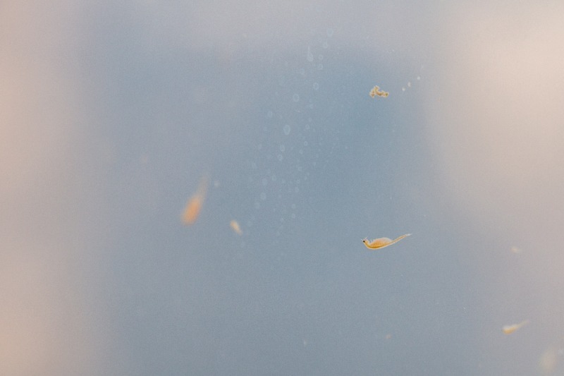 Sea monkeys 