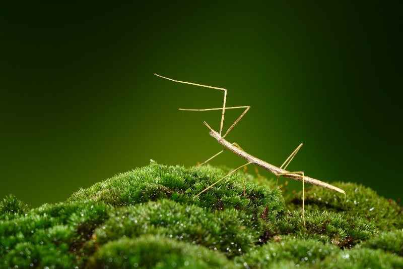 Stick insect