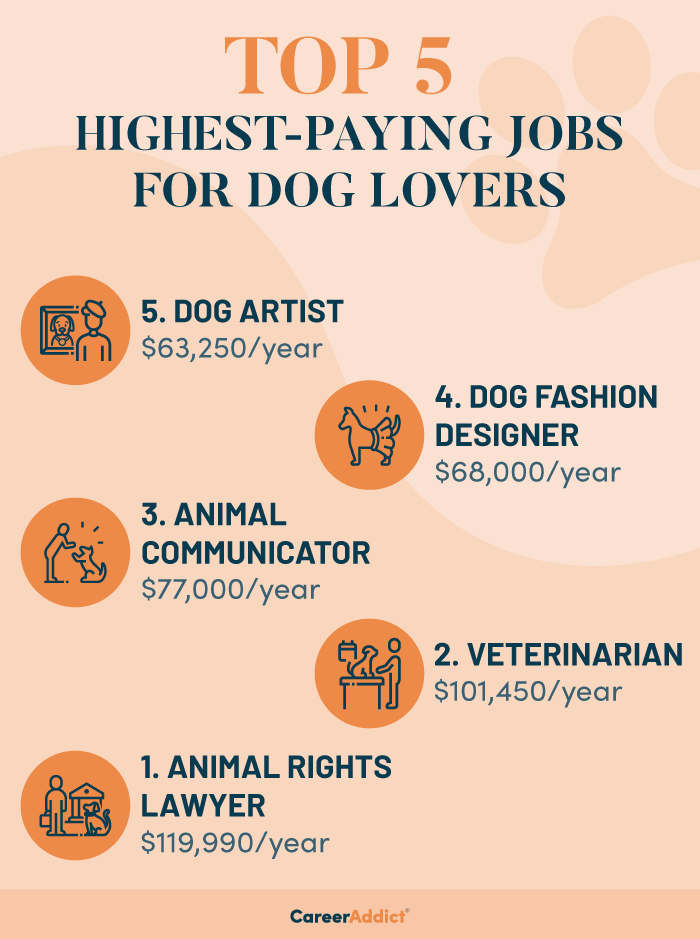 What Is The Highest Paid Dog   Highest Paying Jobs For Dog Lovers Infographic 