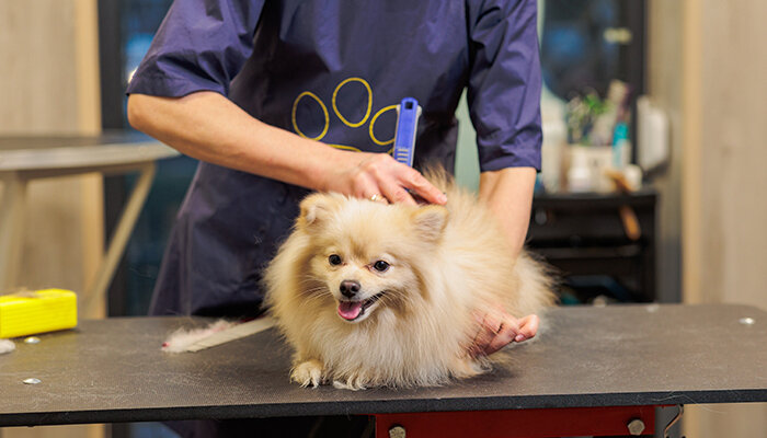 Dog Spa Owner - Best Jobs For Dog Lovers